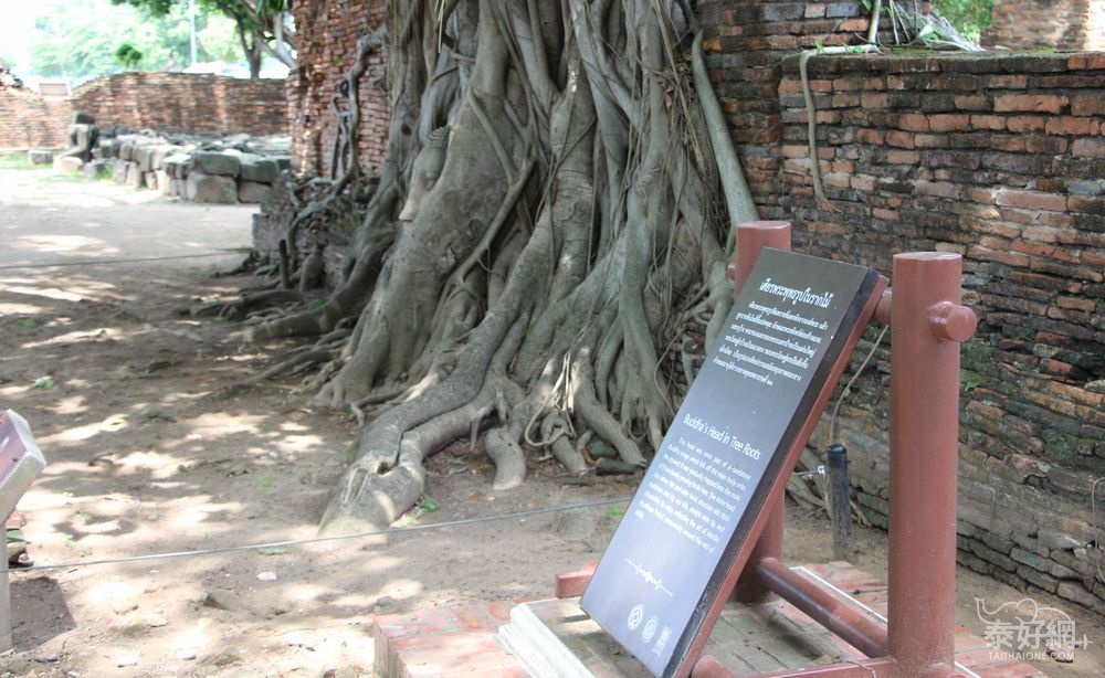 樹中佛首奇景的大城瑪哈泰寺- 泰國- 泰好網