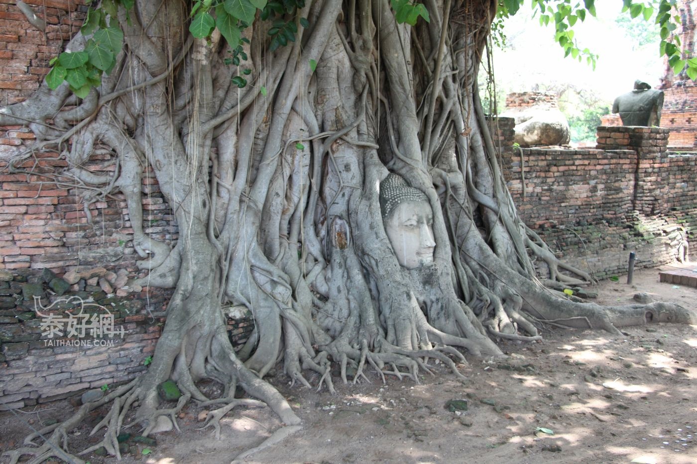 樹中佛首奇景的大城瑪哈泰寺- 泰國- 泰好網