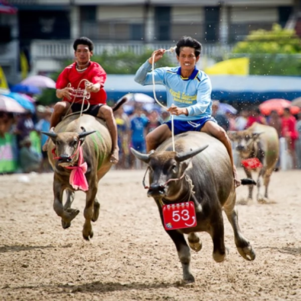 騎水牛大賽!(泰國觀光局提供)