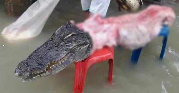 摘自泰國網站。