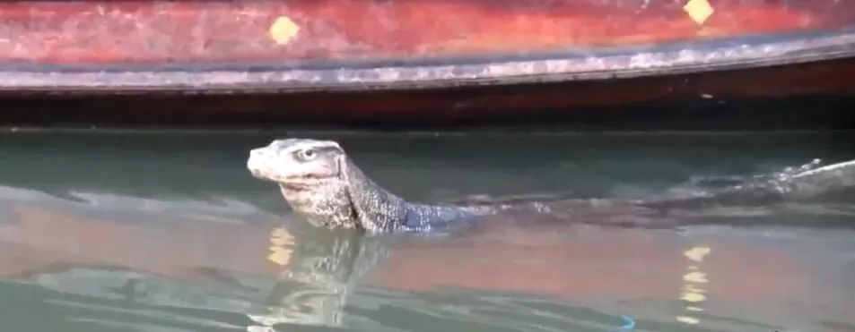 摘自泰國網站。