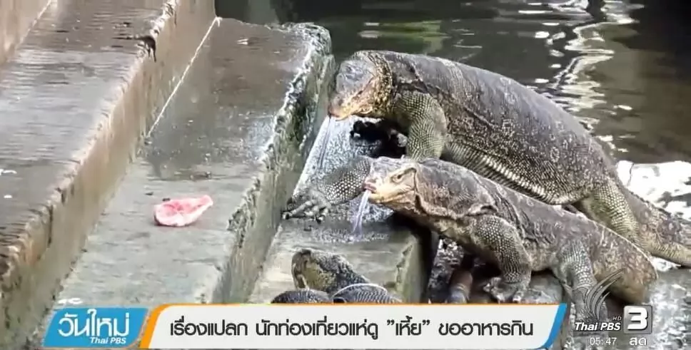 摘自泰國網站。