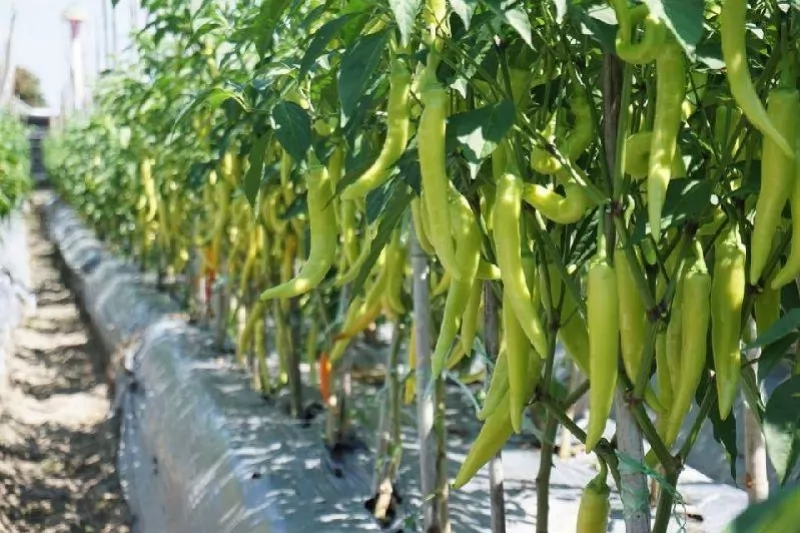 使用的是青辣椒。