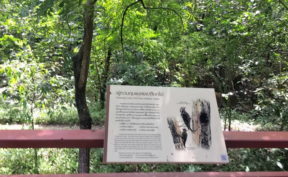 1977年開始培育這座綠地公園，40年才有如此的成果。