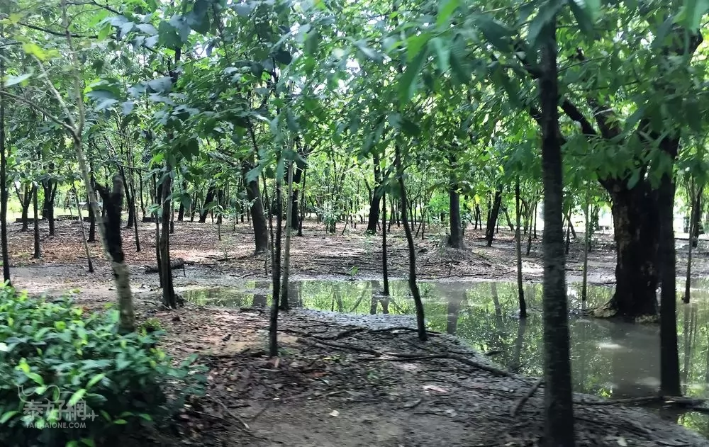 熱帶雨林，蟲鳴鳥叫。