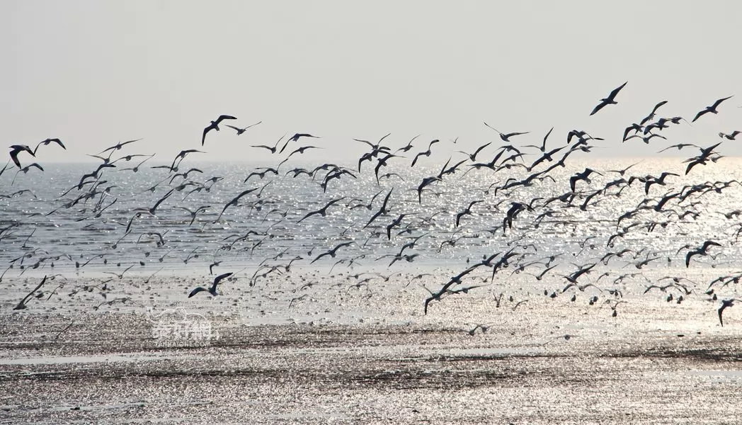 Seagulls at Suk Da Bridge