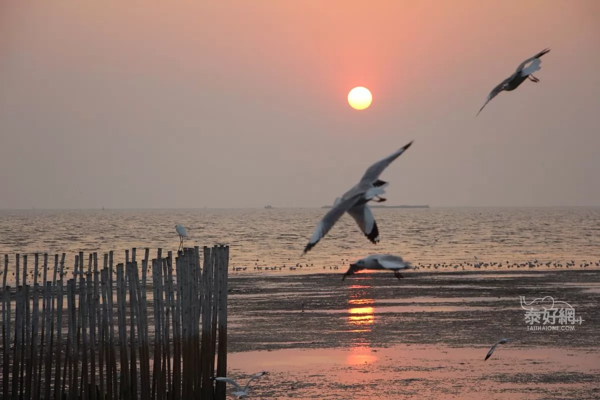 Seagulls at sunset