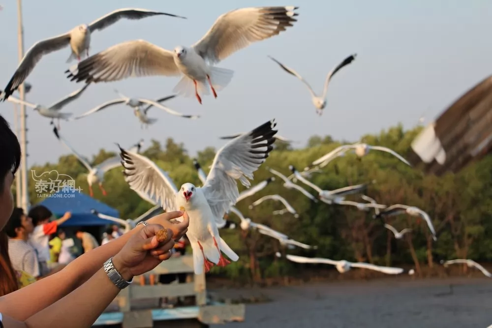 Seagull catching food
