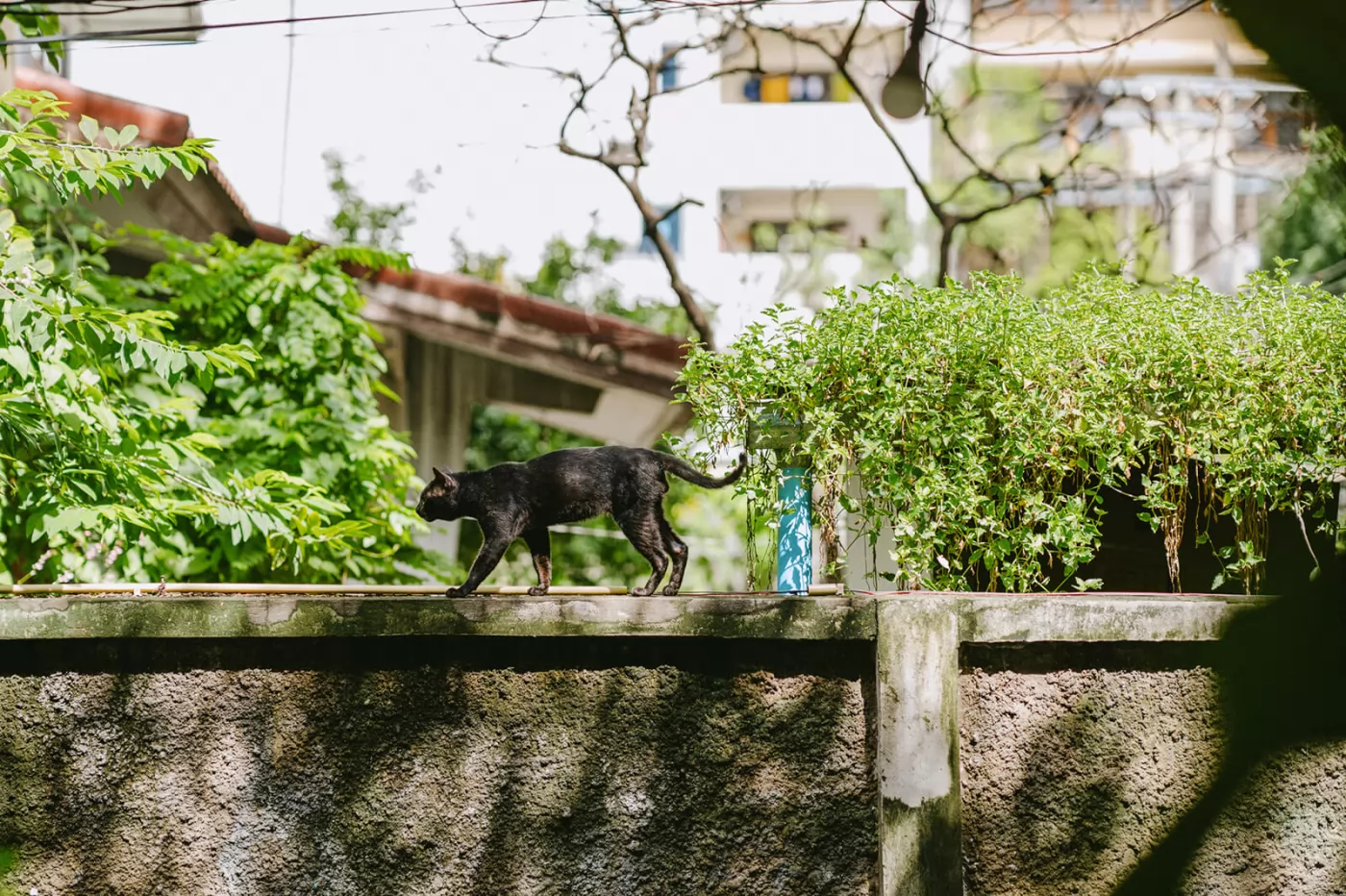 黑貓,這家店的標誌。